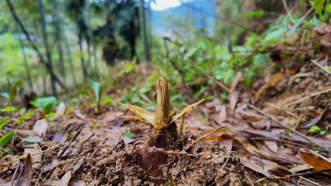 4月2日 (1)-副本 (1).jpg