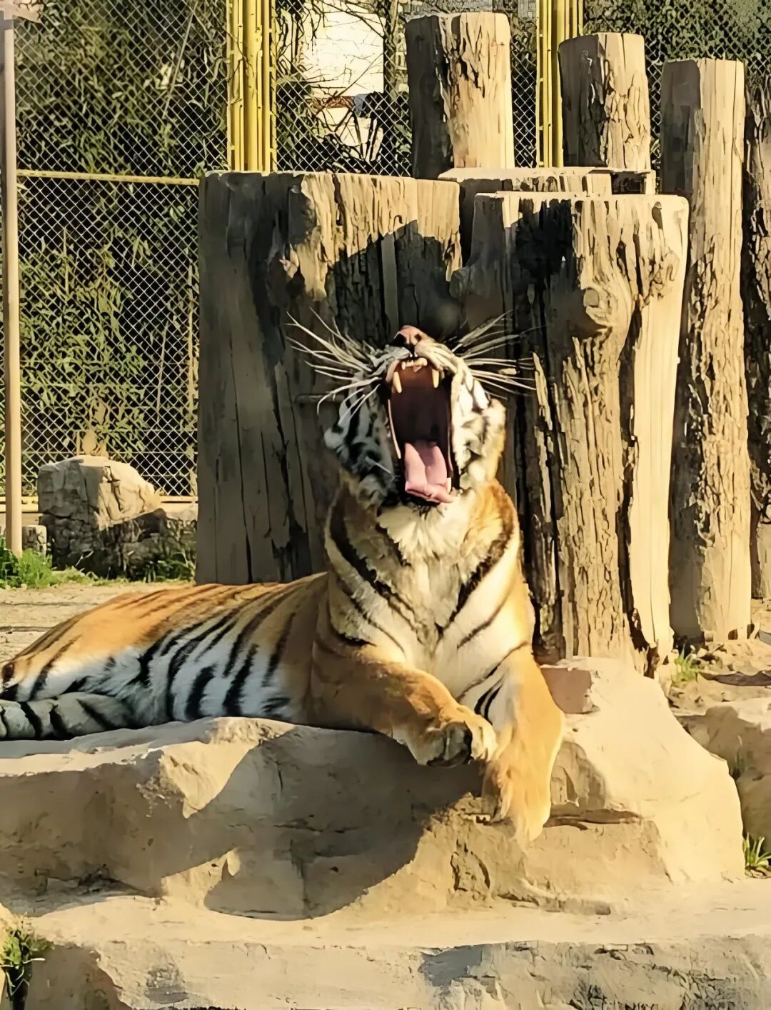 downloaded-image (1).jpg