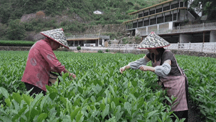 采茶2.gif