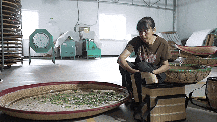 采茶1.gif